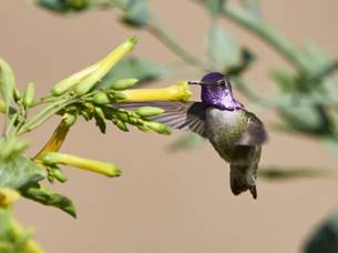 Costa€™s Hummingbird by Brooke Miller